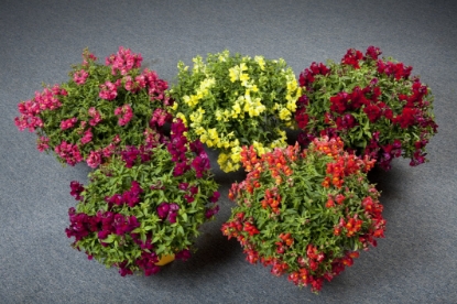 Picture of Antirrhinum - Candy Showers Mixed